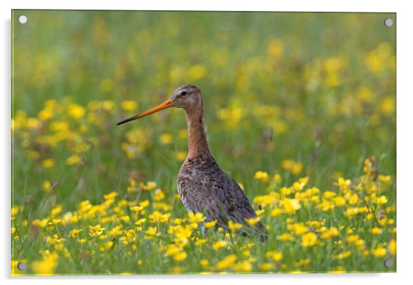 Black-tailed Godwit in Spring Acrylic by Arterra 