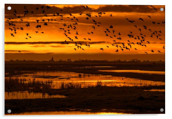 Flock of Ducks Flying over Wetland Acrylic by Arterra 