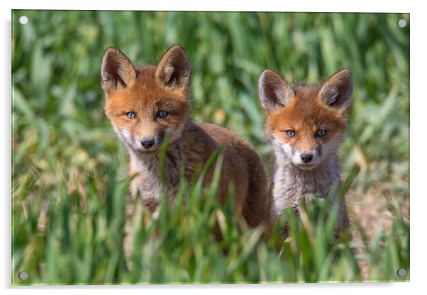Two Cute Young Red Foxes Acrylic by Arterra 