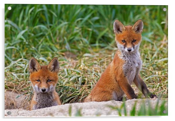 Two Red Fox Cubs at Den Acrylic by Arterra 