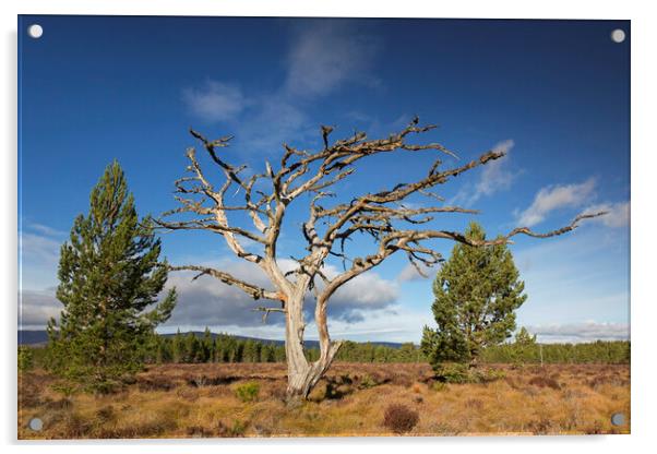 Dead Scots Pine Tree in the Cairngorms, Scotland Acrylic by Arterra 