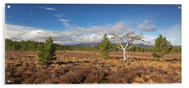 Cairngorms National Park, Scotland Acrylic by Arterra 