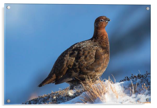 Red Grouse in Winter, Scotland Acrylic by Arterra 