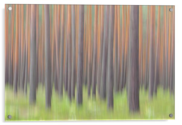 Tree Trunks in Forest Acrylic by Arterra 
