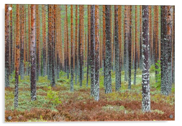 Taiga in Sweden Acrylic by Arterra 