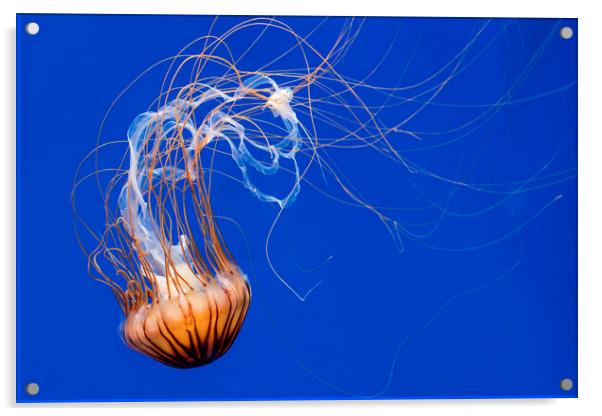 Japanese Sea Nettle Acrylic by Arterra 