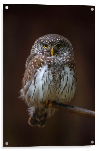 Eurasian Pygmy Owl Acrylic by Arterra 