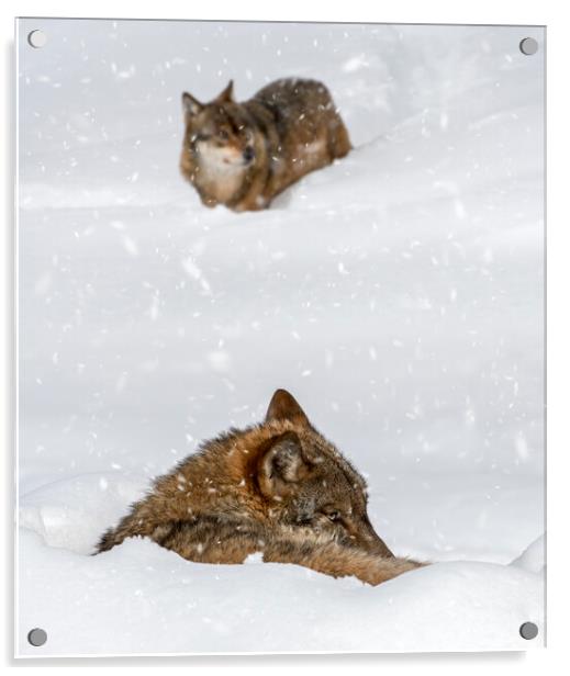 Two Wolves in the Snow in Winter Acrylic by Arterra 