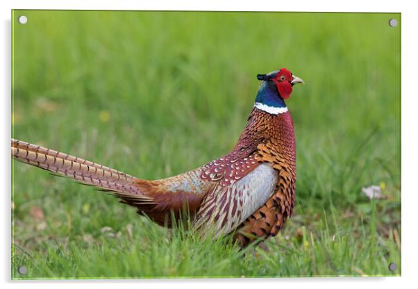 Ring-Necked Pheasant Acrylic by Arterra 