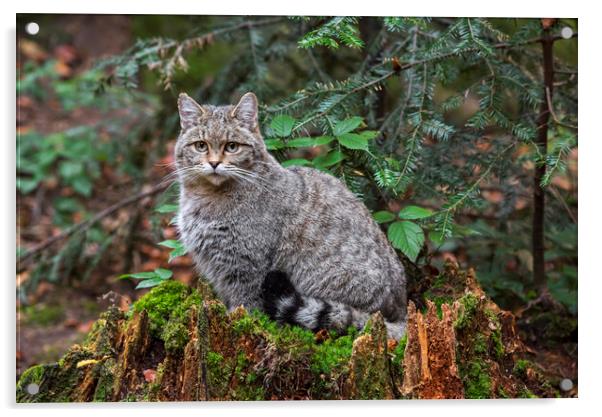European Wild Cat in Forest Acrylic by Arterra 