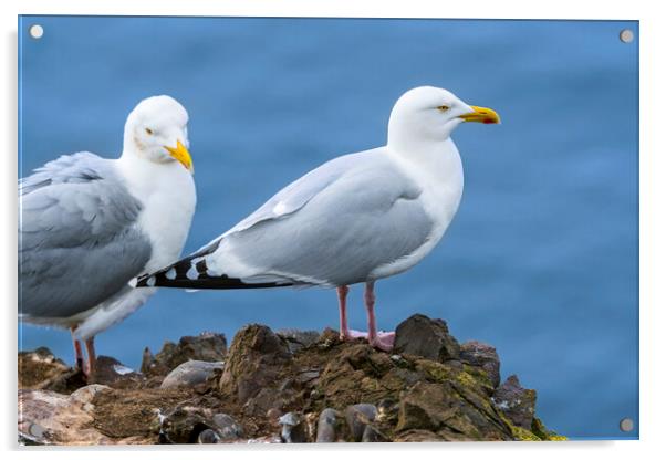 Two Herring Gulls Acrylic by Arterra 