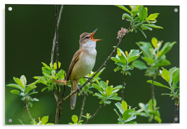 Great Reed Warbler Singing Acrylic by Arterra 
