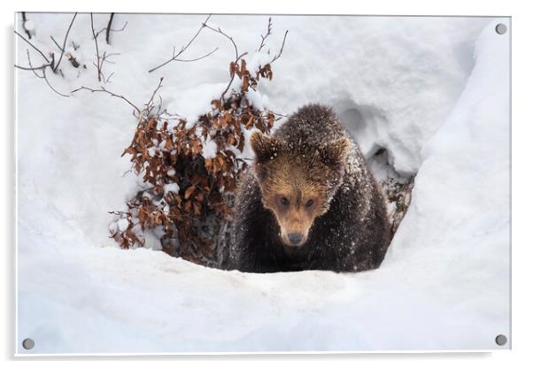 Young Brown Bear Leaving Winter Den Acrylic by Arterra 