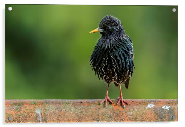 Starling on Roof Acrylic by Arterra 
