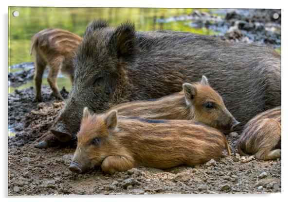 Wild Boar Sow with Piglets Acrylic by Arterra 