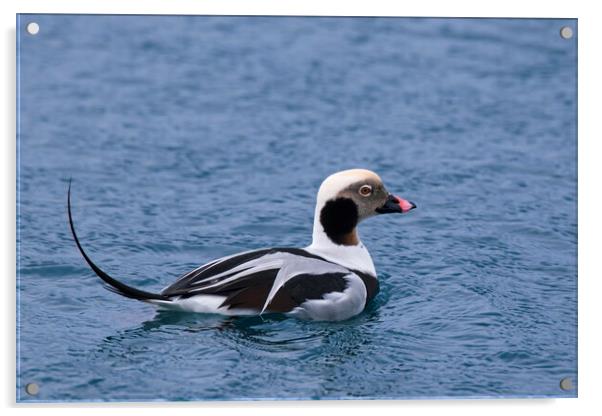 Long-Tailed Duck at Sea Acrylic by Arterra 