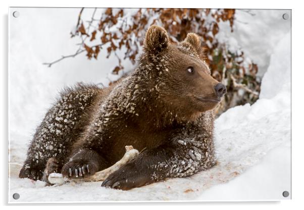 Brown Bear Cub with Bone in Winter Acrylic by Arterra 