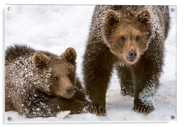 Two Brown Bear Cubs in the Snow Acrylic by Arterra 