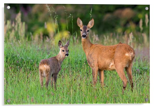 Roe Deer with Fawn Acrylic by Arterra 