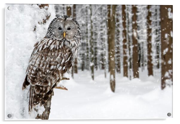 Ural Owl in the Snow in Winter Acrylic by Arterra 