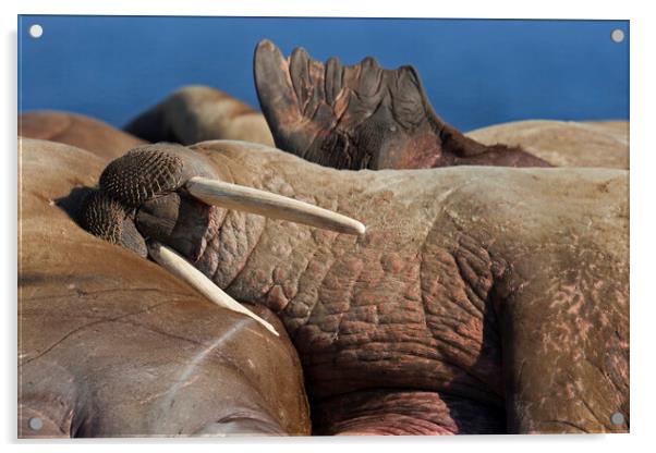 Sleeping Walrus Acrylic by Arterra 