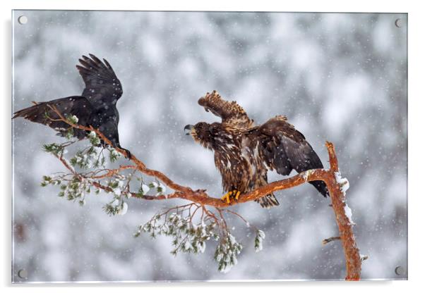 White-Tailed Eagle and Raven Acrylic by Arterra 