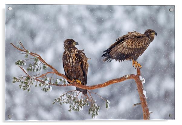Two Young White-Tailed Eagles in winter Acrylic by Arterra 