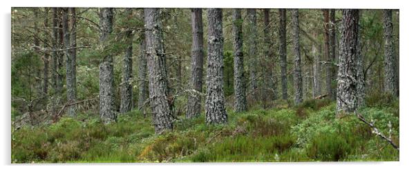 Caledonian Forest in Strathspey, Scotland Acrylic by Arterra 