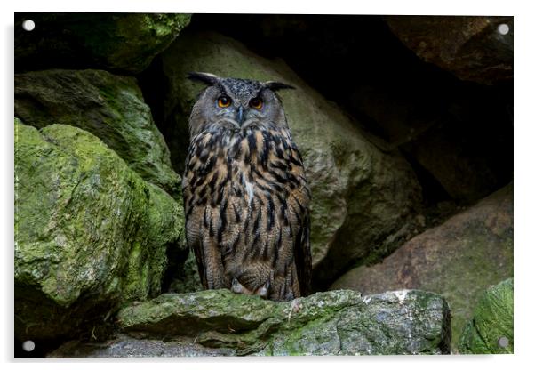 Eurasian Eagle Owl in Rock face Acrylic by Arterra 