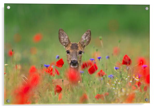 Roe Deer and Poppies Acrylic by Arterra 