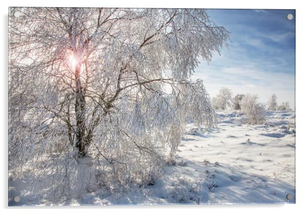 Birch Tree in the Snow Acrylic by Arterra 
