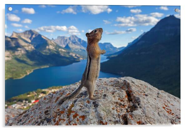 Ground Squirrel in the Canadian Rockies Acrylic by Arterra 