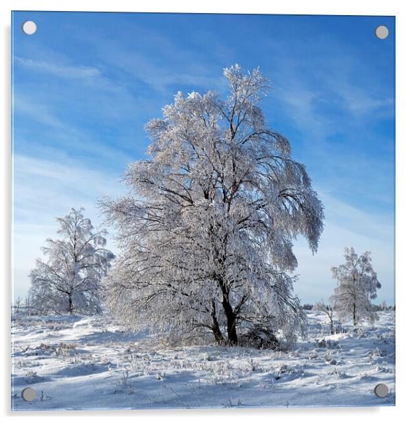 Birch Tree in the Snow in Winter Acrylic by Arterra 