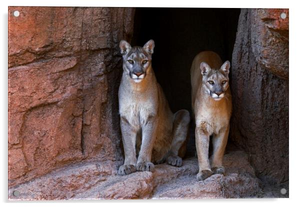 Two Pumas at Cave Entrance Acrylic by Arterra 