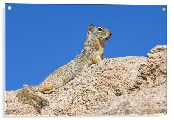Rock Squirrel Acrylic by Arterra 