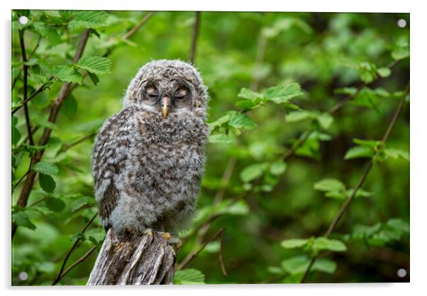 Ural Owl Fledgling Acrylic by Arterra 