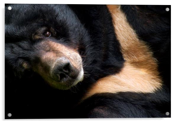 Asian Black Bear Acrylic by Arterra 