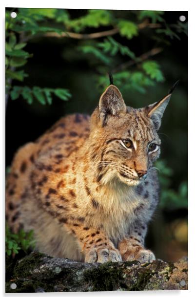 Eurasian Lynx Acrylic by Arterra 
