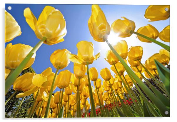 Yellow Tulips Acrylic by Arterra 