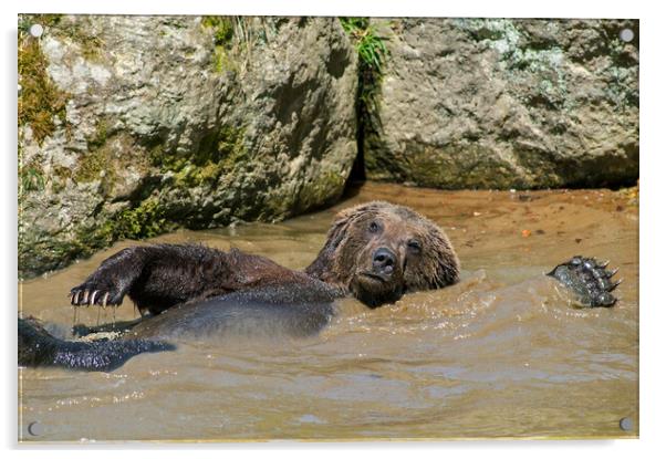 Brown Bear Swimming Backstroke Acrylic by Arterra 