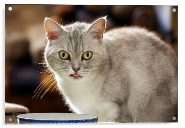 British Shorthair Cat Drinking Milk Acrylic by Arterra 