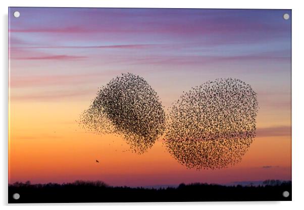 Bird of Prey and Starling Murmuration at Sunset Acrylic by Arterra 