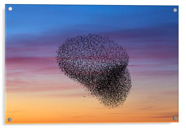 Starling Murmuration at Sunset Acrylic by Arterra 