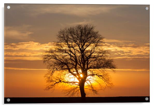 English Oak Tree at Sunset in Winter Acrylic by Arterra 