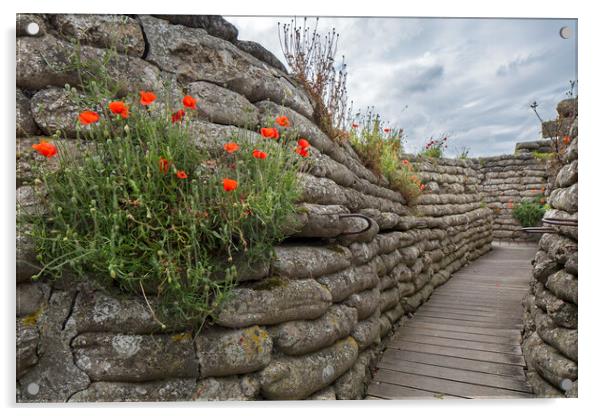 Poppies in Trench of Death, Diksmuide, Flanders Acrylic by Arterra 