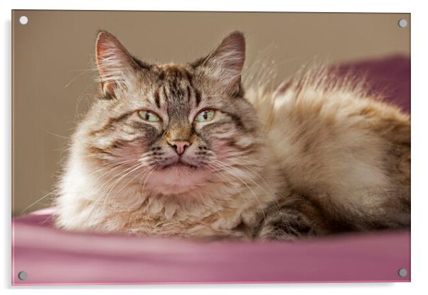 Persian Longhair Cat Acrylic by Arterra 