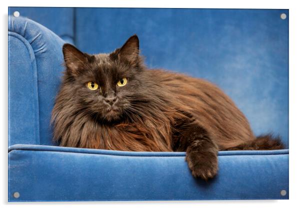 Persian Longhair Cat in Sofa Acrylic by Arterra 