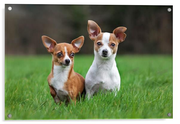 Two Chihuahuas in Garden Acrylic by Arterra 