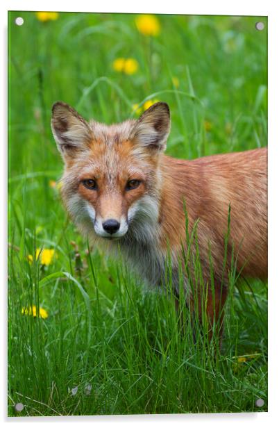 Red Fox in Meadow Acrylic by Arterra 