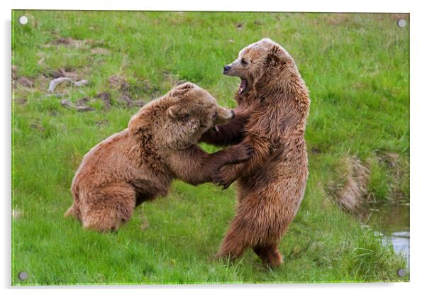 Bear Fight Acrylic by Arterra 